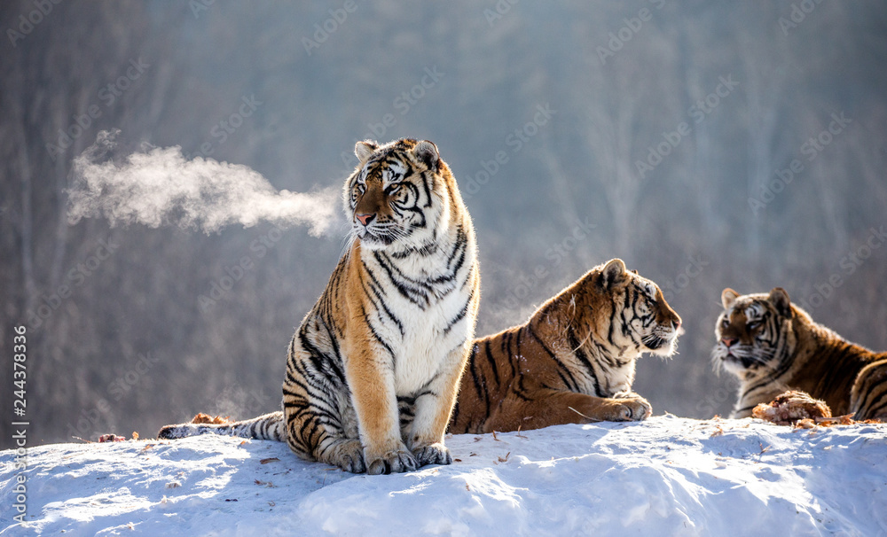 Fototapeta premium Kilka tygrysów syberyjskich na zaśnieżonym wzgórzu na tle drzew zimą. Chiny. Harbin. Prowincja Mudanjiang. Park Hengdaohezi. Park Tygrysów Syberyjskich. Zimowy. Twardy mróz. (Panthera tgris altaica)