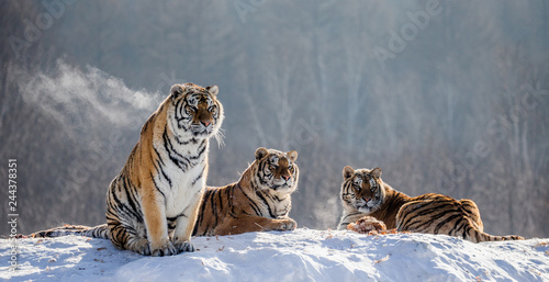 Several siberian tigers on a snowy hill against the background of winter trees. China. Harbin. Mudanjiang province. Hengdaohezi park. Siberian Tiger Park. Winter. Hard frost. (Panthera tgris altaica) © gudkovandrey