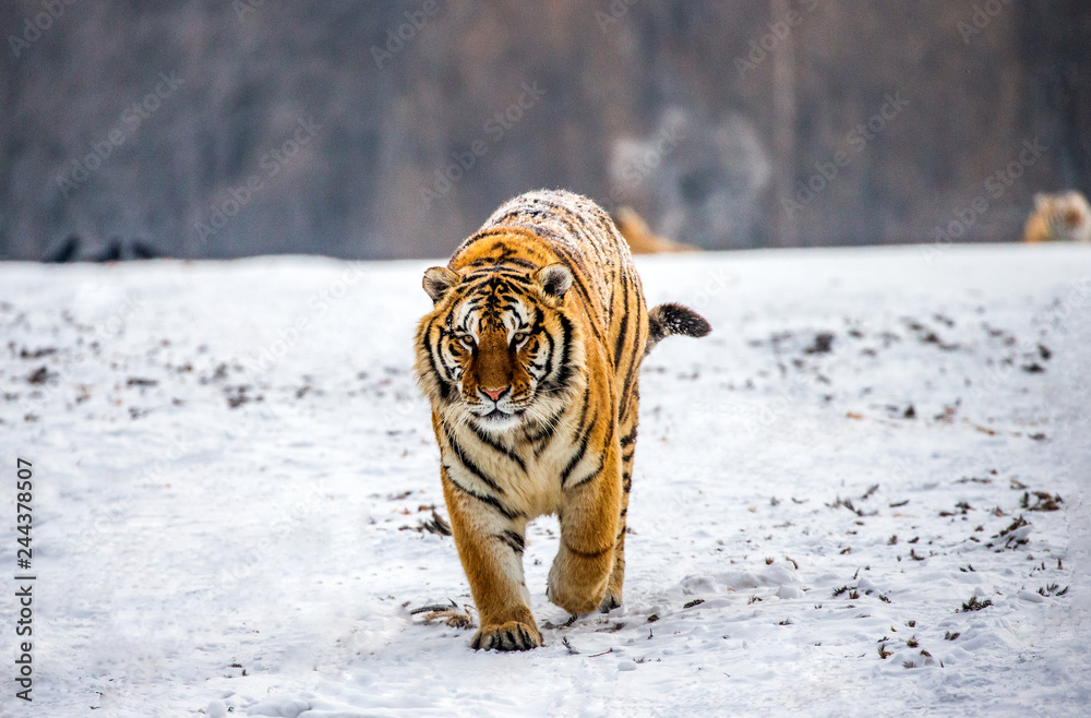 Fototapeta premium Tygrys syberyjski spaceruje po śnieżnej polanie w ciężkim mrozie. Bardzo nietypowy obraz. Chiny. Harbin. Prowincja Mudanjiang. Park Hengdaohezi. Park Tygrysów Syberyjskich. Zimowy. (Panthera tgris altaica)