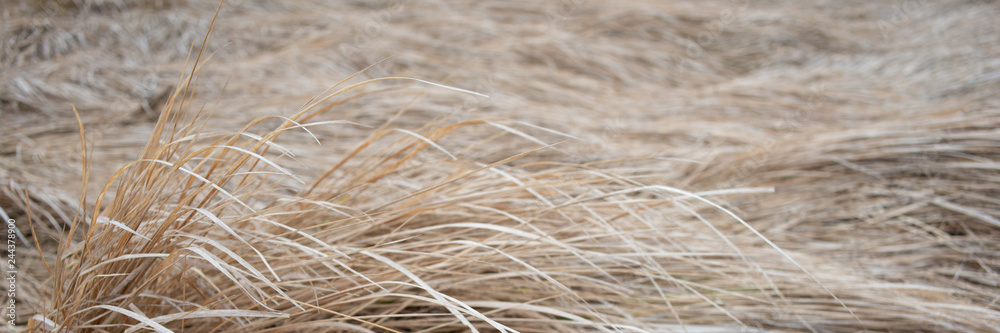 dry grass in a meadow on a foggy day, panoramic landscape. Web banner for design. dry grass in a meadow on a foggy day, panoramic landscape. Web banner for design.