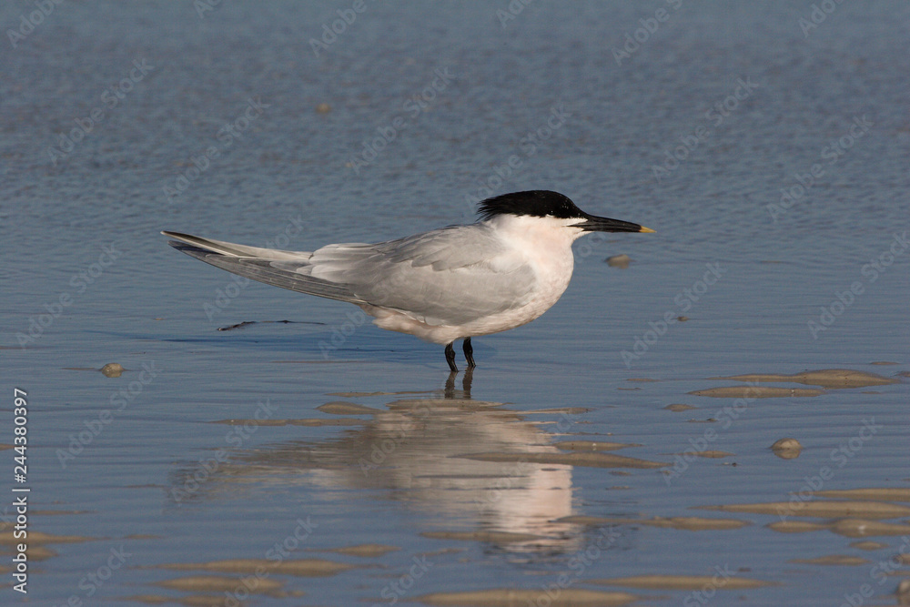 Sandwich Tern, Thalasseus sandvicensis, on the beach at Fort De Soto State Park, Florida. Sandwich Tern, Thalasseus sandvicensis, on the beach at Fort De Soto State Park, Florida.