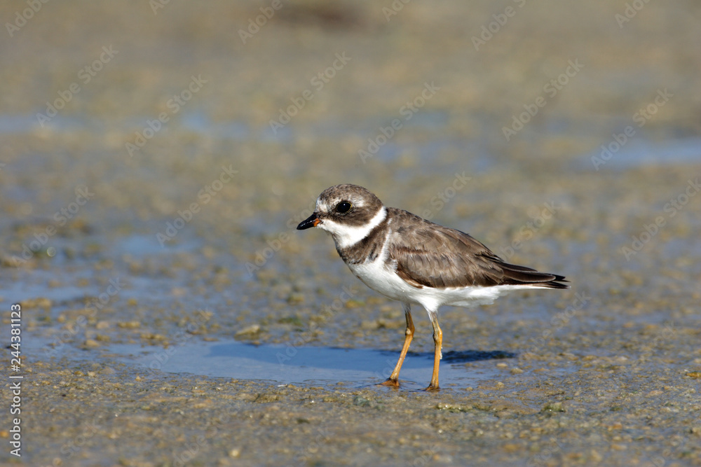 Semipalmated Plover, Charadrius semipalmatus, on the mud flats of Fort De Soto State Park, Florida. Semipalmated Plover, Charadrius semipalmatus, on the mud flats of Fort De Soto State Park, Florida.