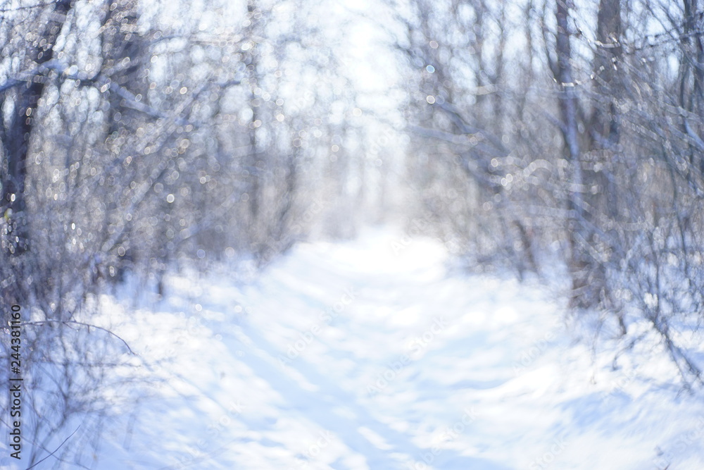 blurred background of forest in the snow in winter blurred background of forest in the snow in winter