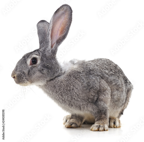 Fototapeta Naklejka Na Ścianę i Meble -  Grey big rabbit.