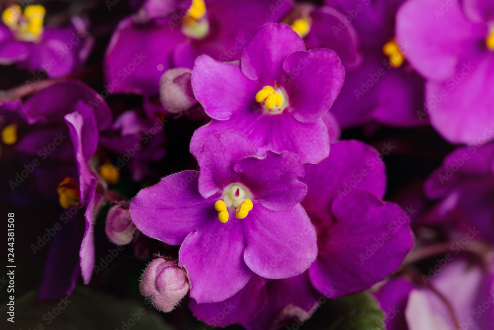 Flowering Saintpaulias, commonly known as African violet. Selective focus. Flowering Saintpaulias, commonly known as African violet. Selective focus.