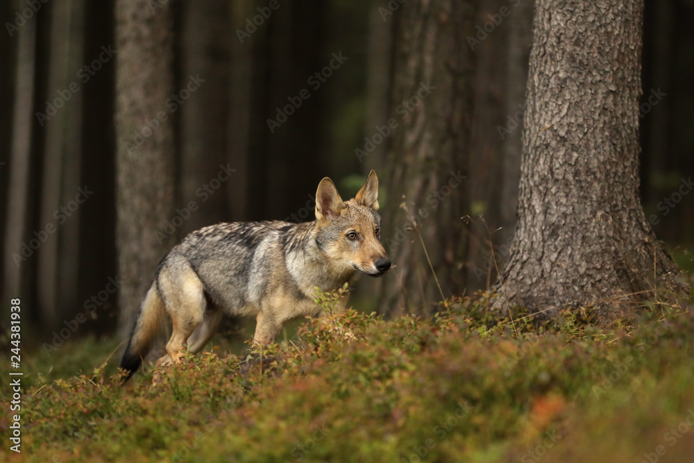 Fototapeta premium Young Eurasian wolf walk in forest - Canis lupus