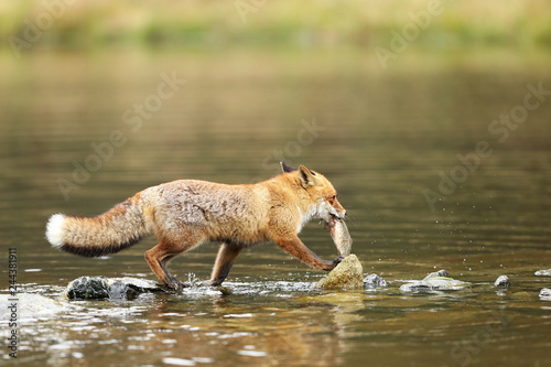 Male of red fox with fish in the water - Vulpes vulpes