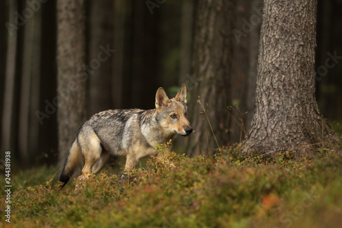 Young Eurasian wolf walk in forest - Canis lupus