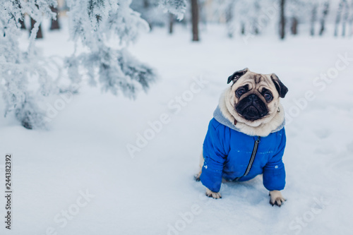 Fototapeta Naklejka Na Ścianę i Meble -  Pug dog walking on snow in park. Puppy wearing winter coat
