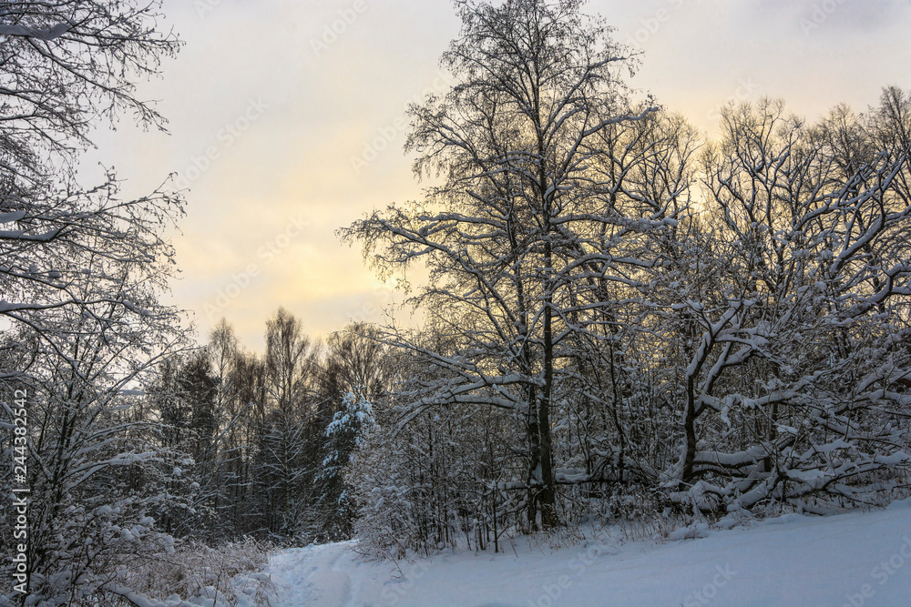 Winter landscape with snow-covered trees on a frosty December day. Winter landscape with snow-covered trees on a frosty December day.