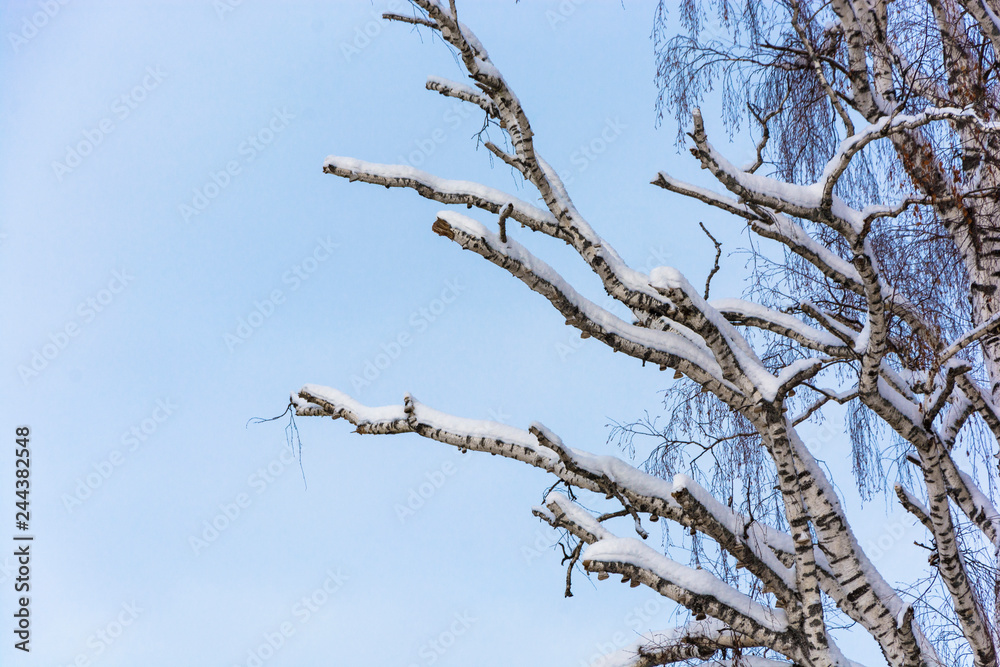 Birch with partially dry branches against the blue sky. Birch with partially dry branches against the blue sky.