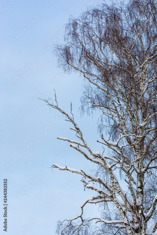 Birch with partially dry branches against the blue sky. Birch with partially dry branches against the blue sky.