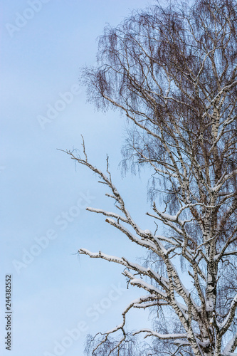 Birch with partially dry branches against the blue sky.