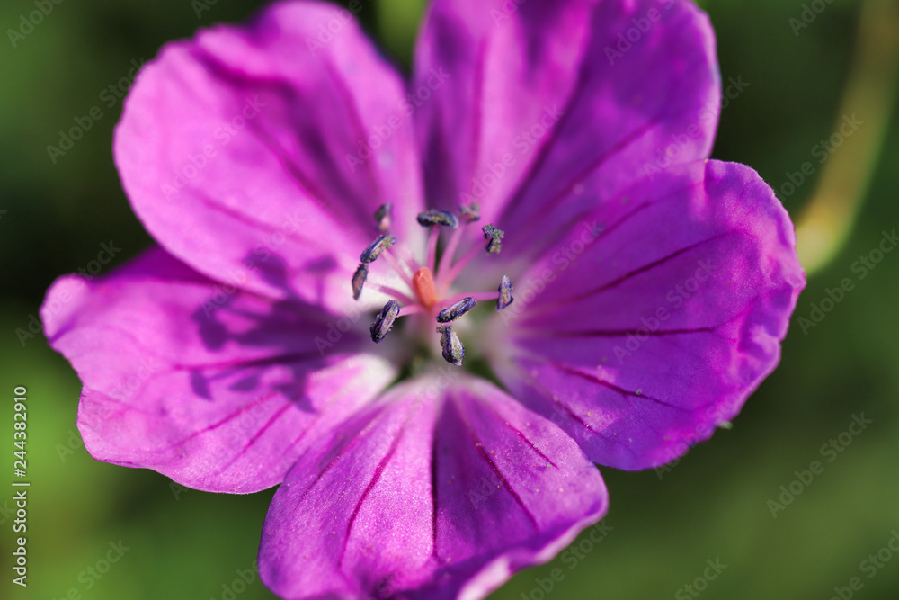 Lila Blume Lila Blume
