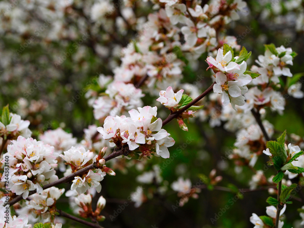Prunus tomentosa or nanking cherry white flowers Prunus tomentosa or nanking cherry white flowers