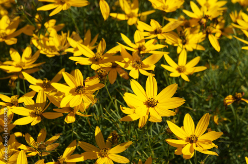 Coreopsis verticillata or threadleaf coreopsis zagreb yellow flowers