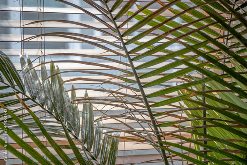 house plant called majesty palm in the window