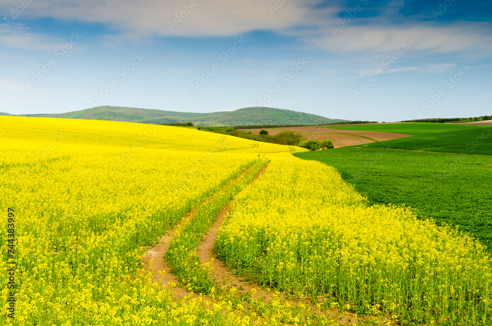 rape field background