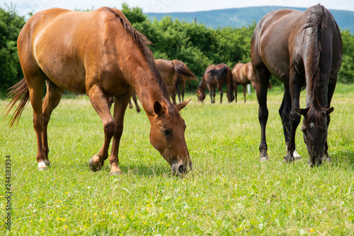 Fototapeta Naklejka Na Ścianę i Meble -  beautiful horses background
