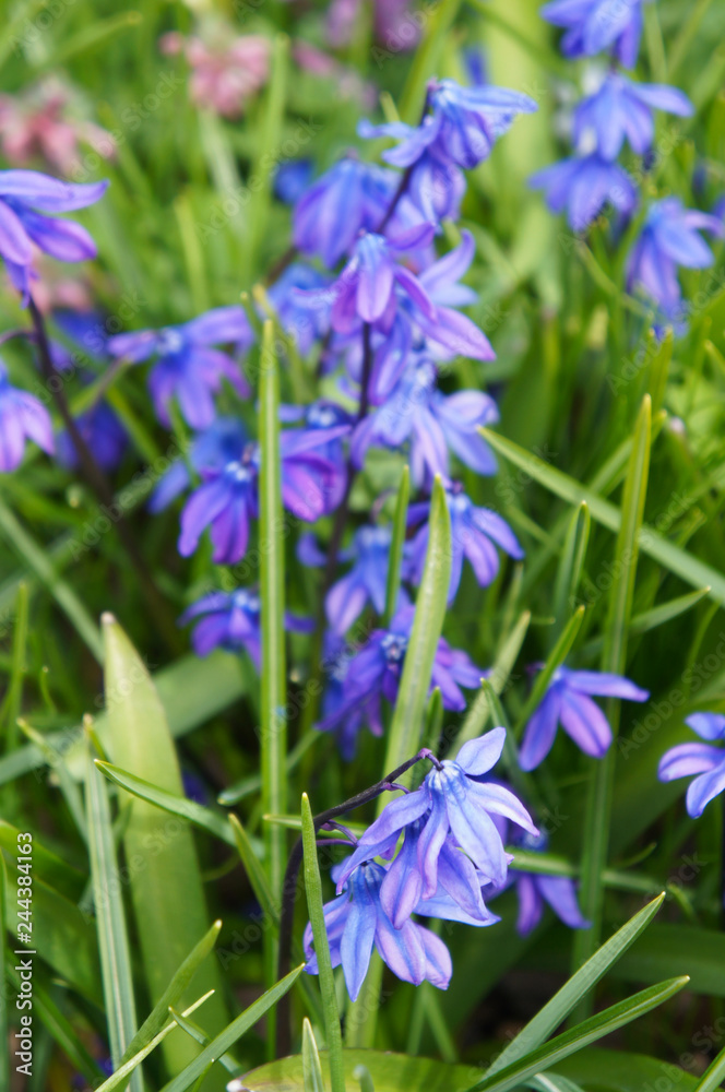 Naklejka premium Blue scilla siberica or siberian squill violet blue flowers