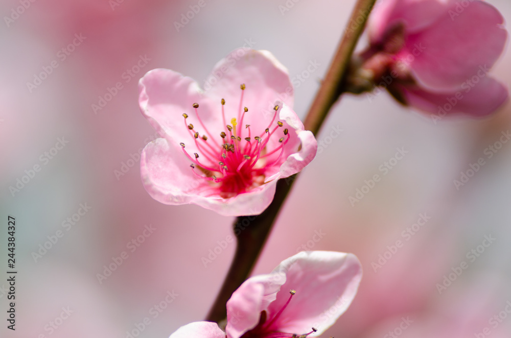 pink peach blossom pink peach blossom
