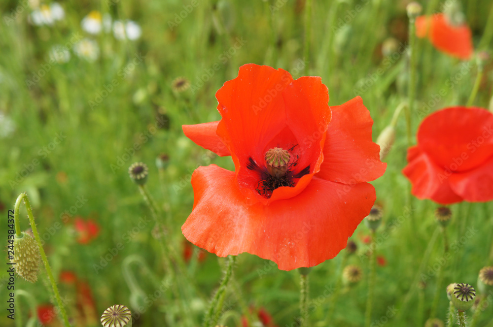 Common poppy or corn poppy papaver rhoeas red flowers Common poppy or corn poppy papaver rhoeas red flowers