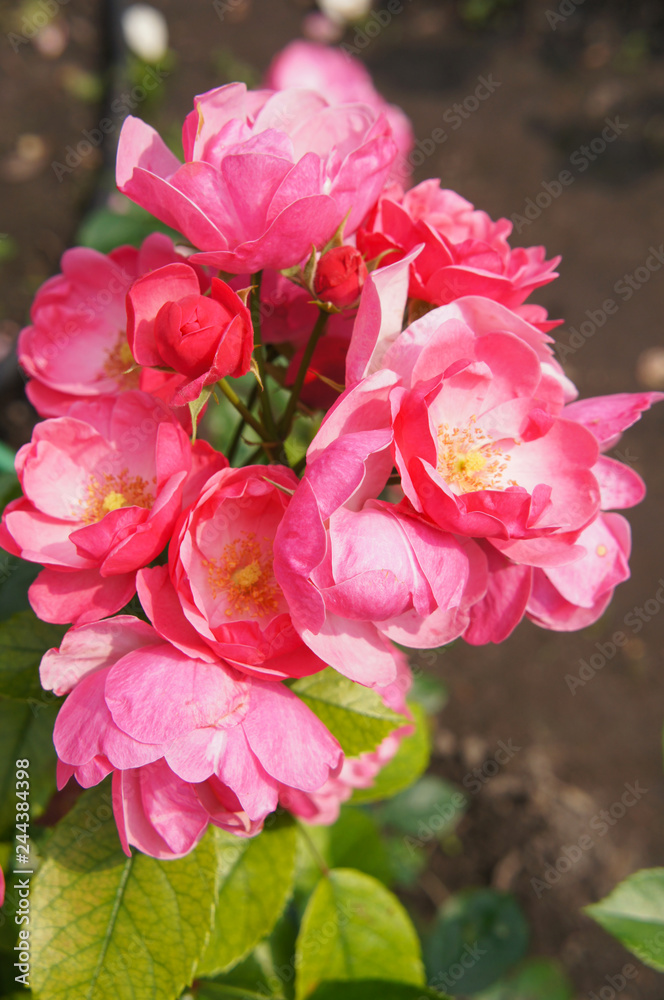 Fototapeta premium Angela floribunda climbing roses pink flowers