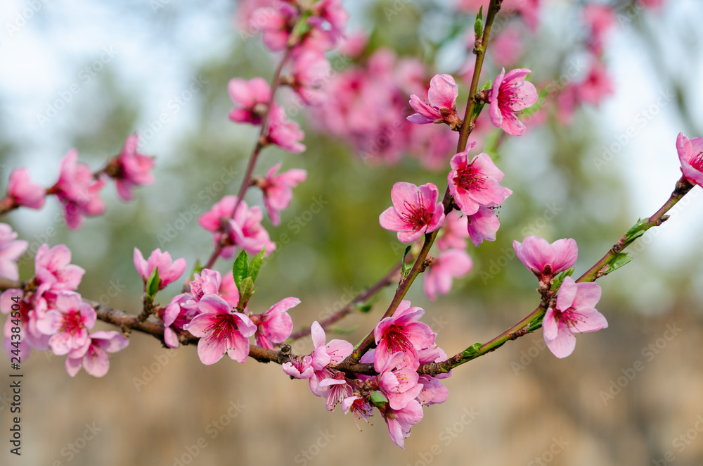 pink peach blossom pink peach blossom