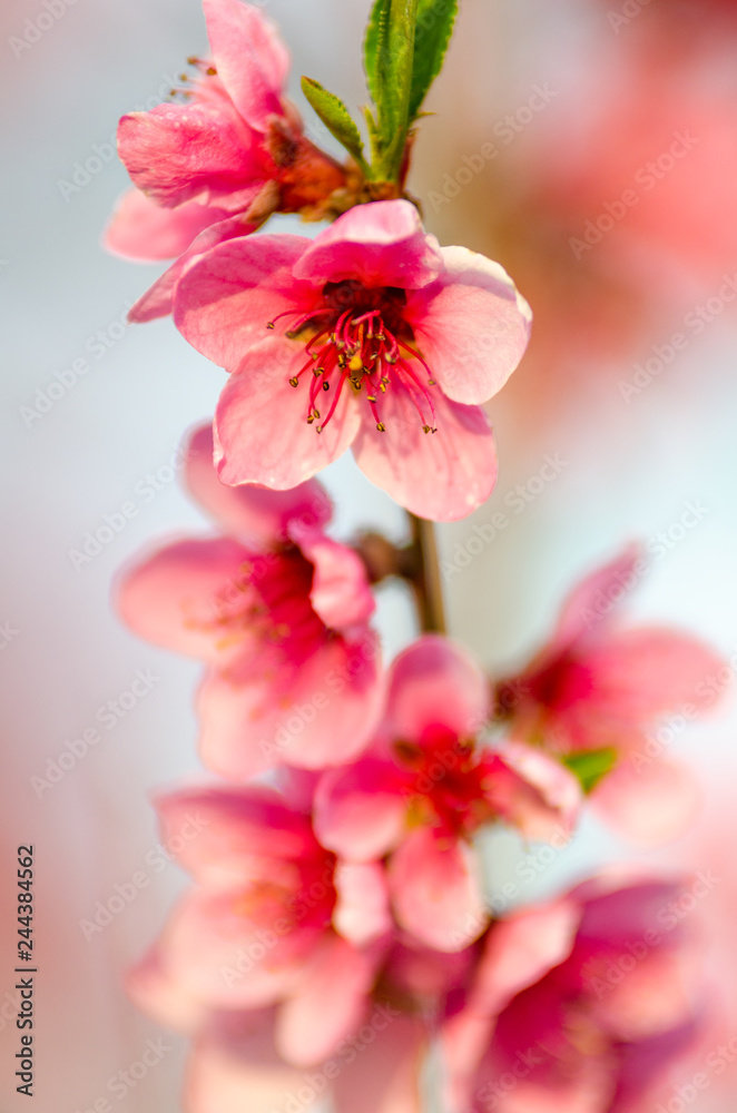 pink peach blossom