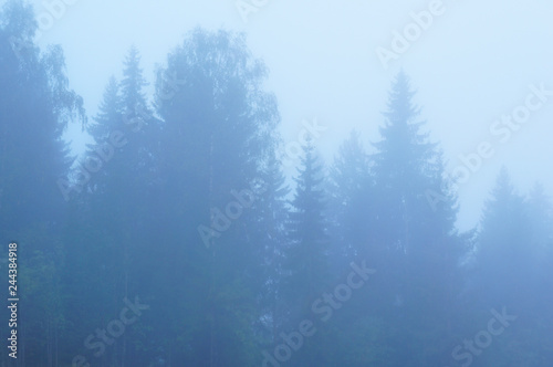 Misty morning fir or spruce trees in blue fog