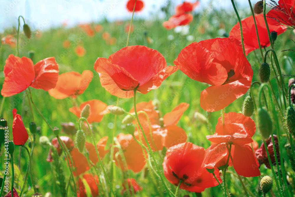 Fototapeta premium Poppy field
