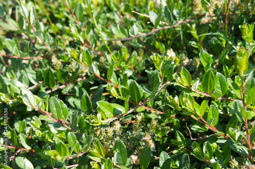 Salix tuhcuma willow green plant Salix tuhcuma willow green plant
