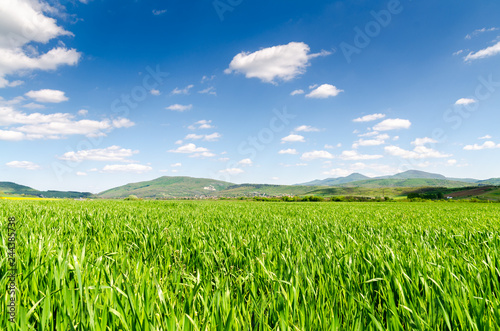 green field background