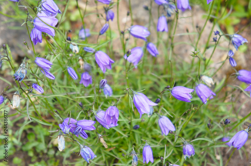 Campanula langsdorffiana bluebells violet flowers