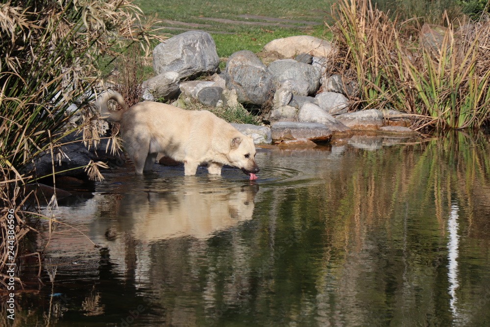 dog drinking water from the lake dog drinking water from the lake