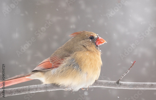 female cardinal preached on branch snow in background © Don Mroczkowski