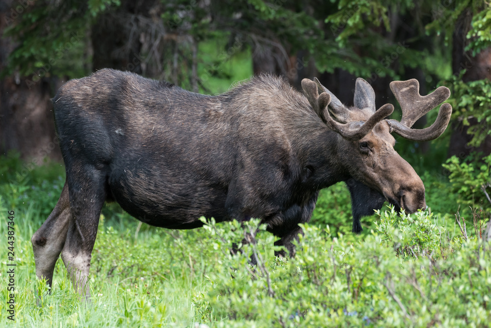 Shiras Moose of The Colorado Rocky Mountains Shiras Moose of The Colorado Rocky Mountains