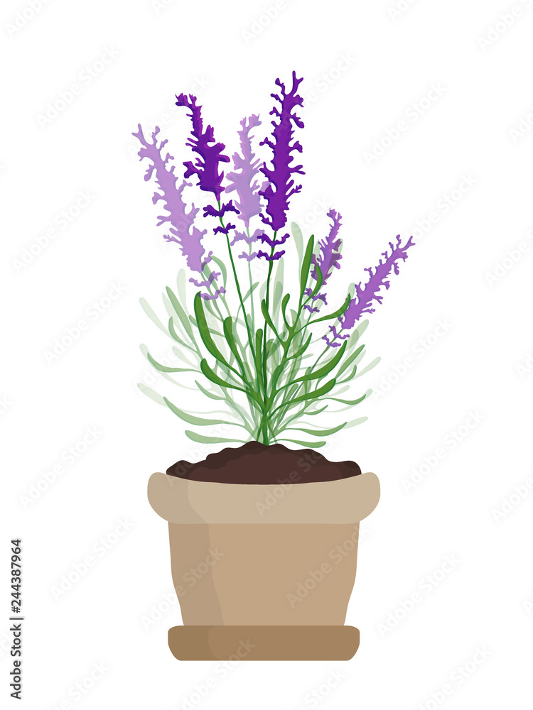 Lavender plant 