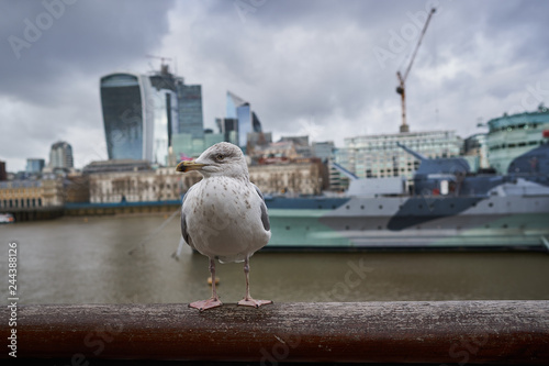 Sea gull or herring gull sitting on the banister on the bank of Thames river in London. In background is cityline and HMS Belfast, light cruiser ship of Royal Navy.