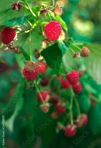 ripe raspberries in garden. Red sweet berries on raspberry bush.