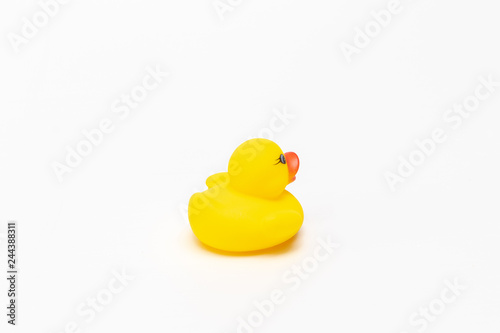 isolated rubber duck