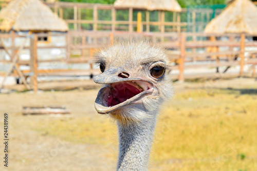 Ostrich with an open beak behind the fence