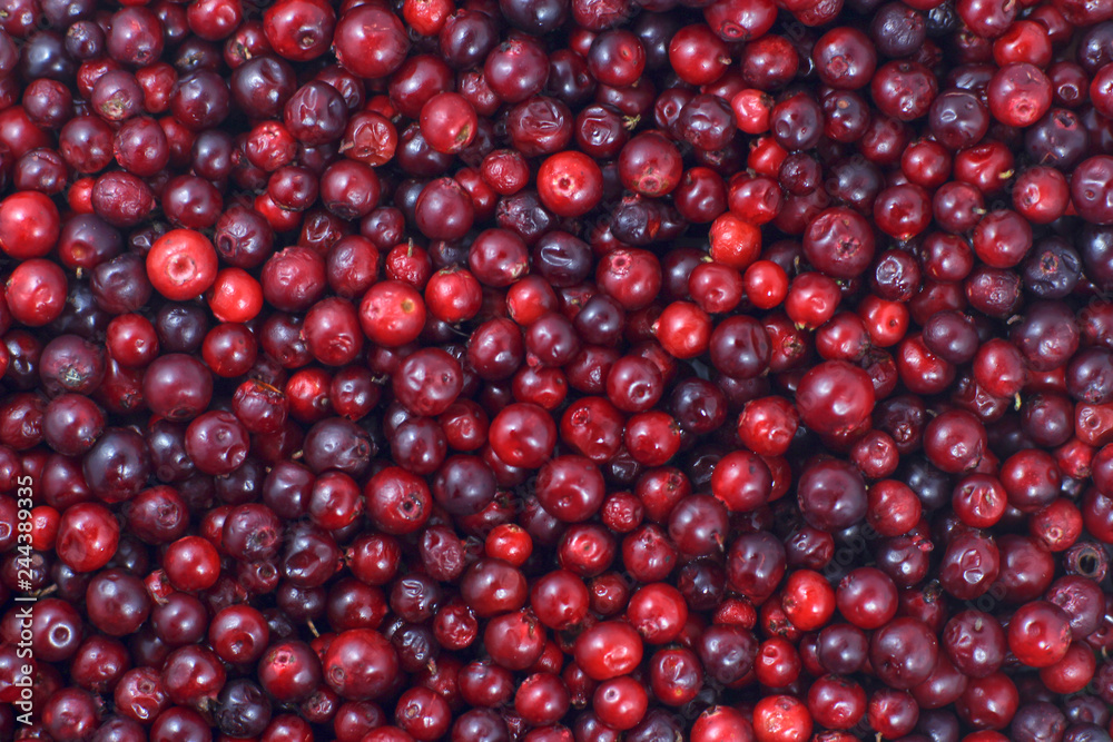 A lot of cranberries lying down on the horizontal surface. A beautiful fresh fruit background A lot of cranberries lying down on the horizontal surface. A beautiful fresh fruit background