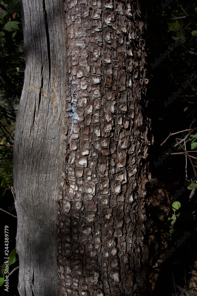 Obraz premium Survival