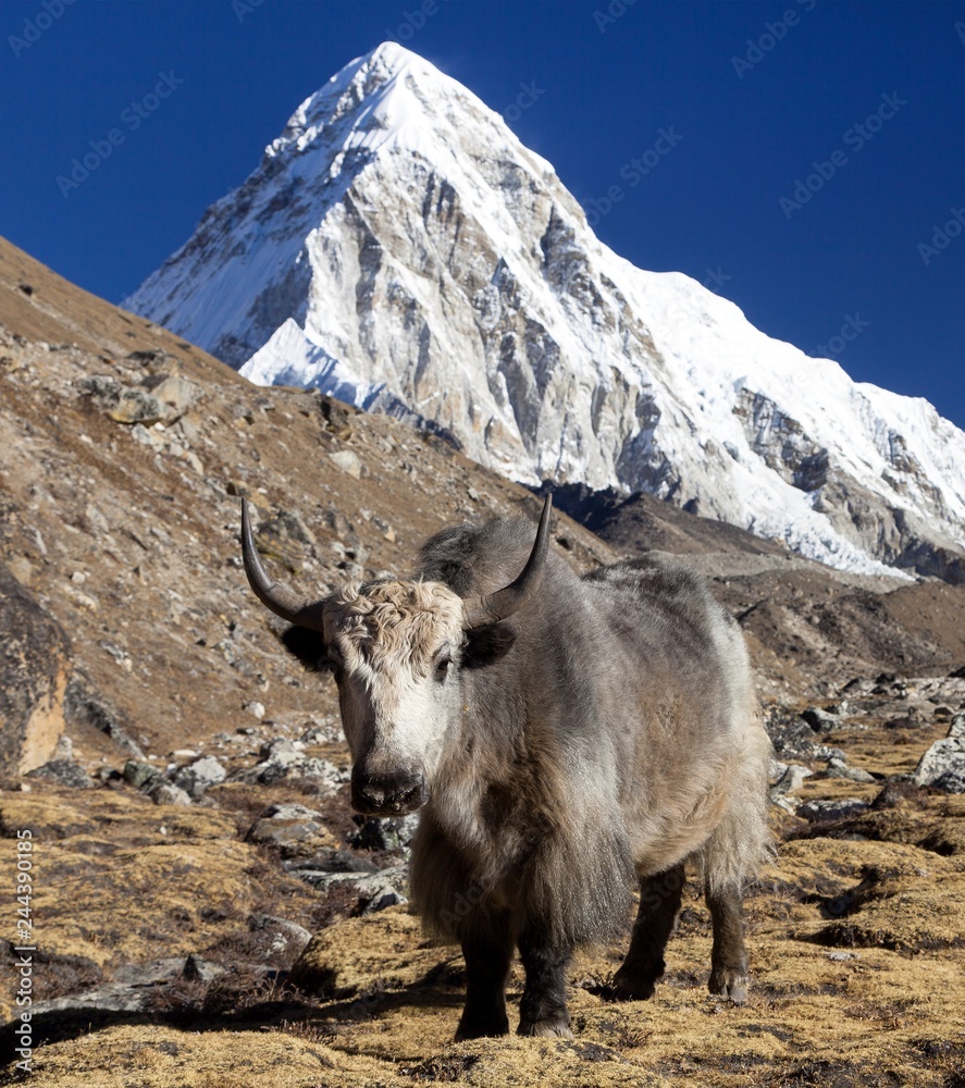 Yak, and mount Pumo ri - Nepal himalayas mountains Yak, and mount Pumo ri - Nepal himalayas mountains