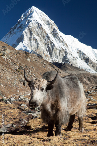 Yak, and mount Pumo ri - Nepal himalayas mountains © Daniel Prudek
