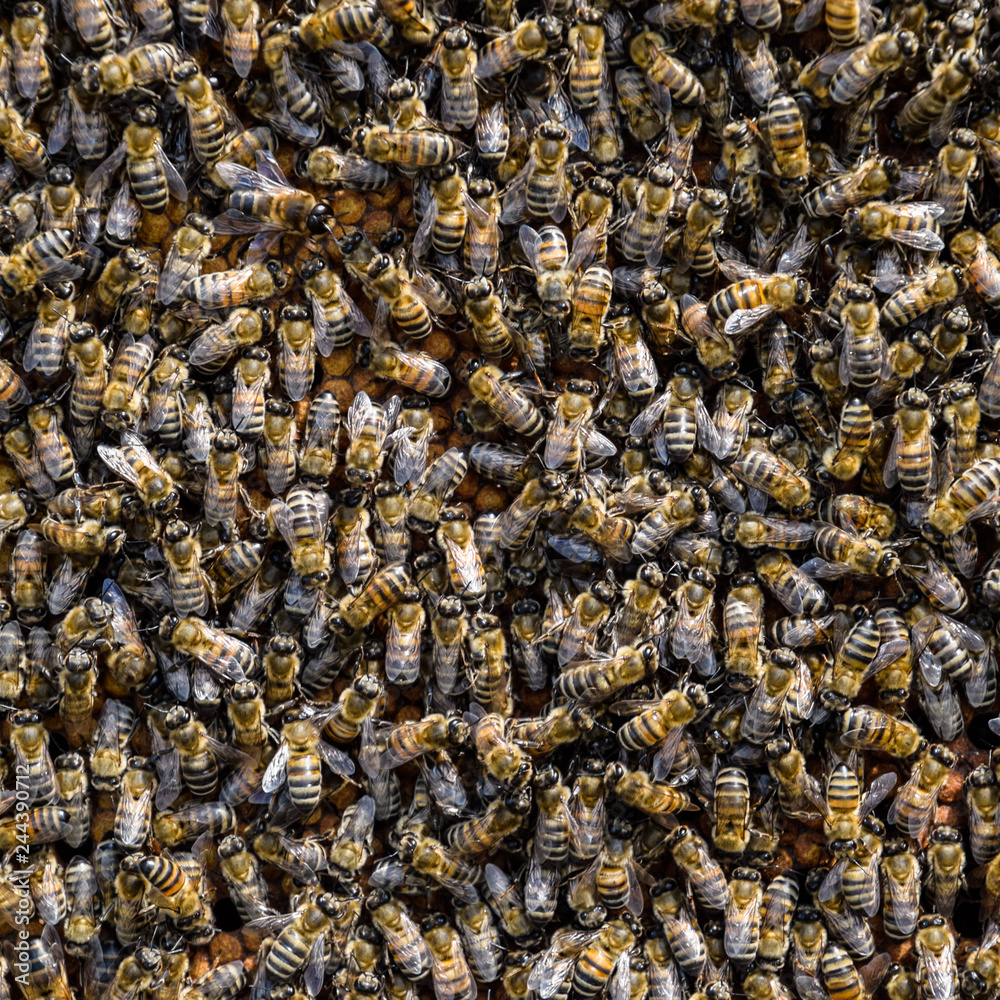 A dense cluster of swarms of bees in the nest. Working bees, dro A dense cluster of swarms of bees in the nest. Working bees, dro