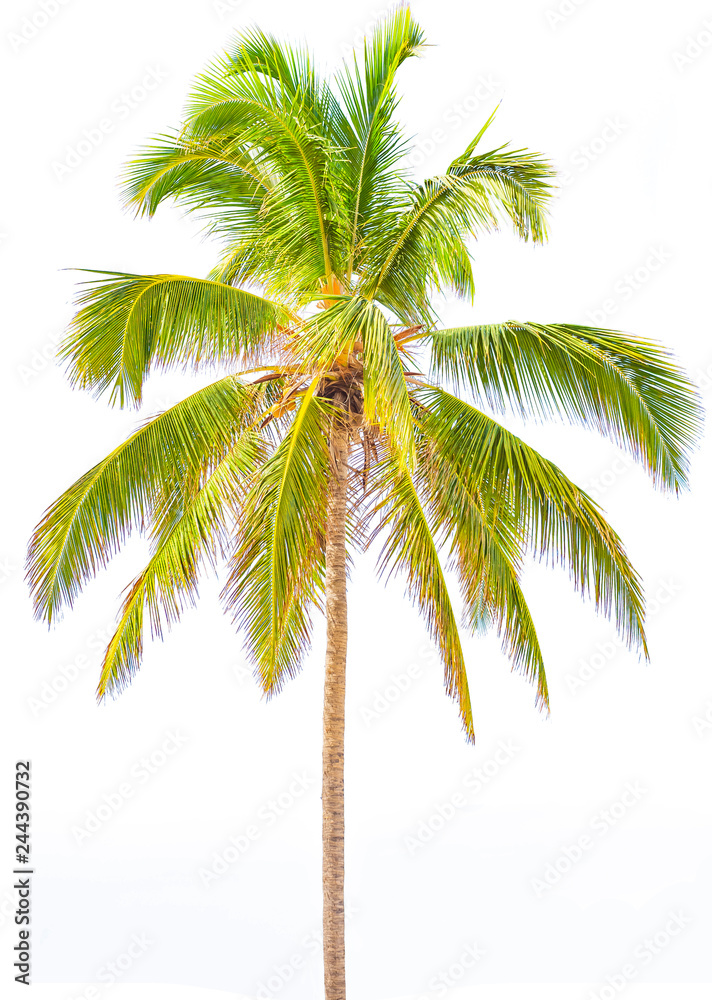 Fototapeta premium Cocotier isolé sur fond blanc - arbre tropical