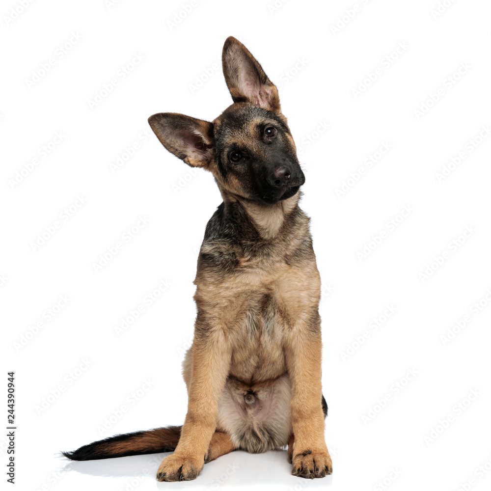 seated german shepard leans its head to side