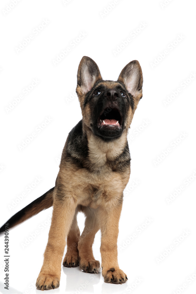frightened german shepard looks up while standing frightened german shepard looks up while standing
